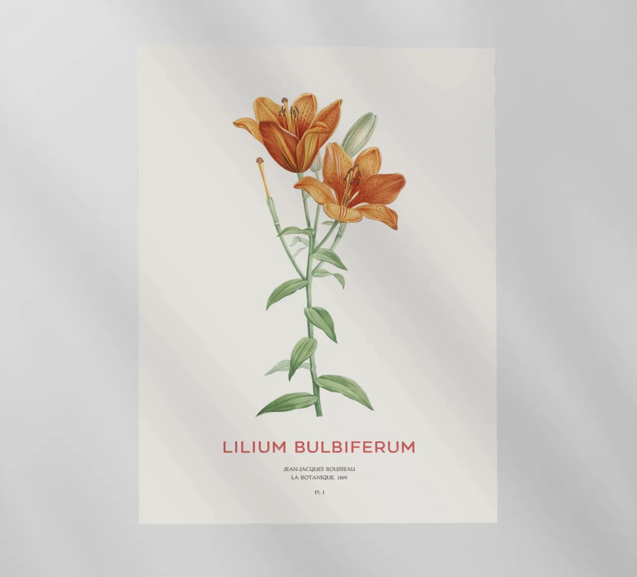 Giglio arancione o Lilium bulbiferum pellicola backlit da Vintagrafica