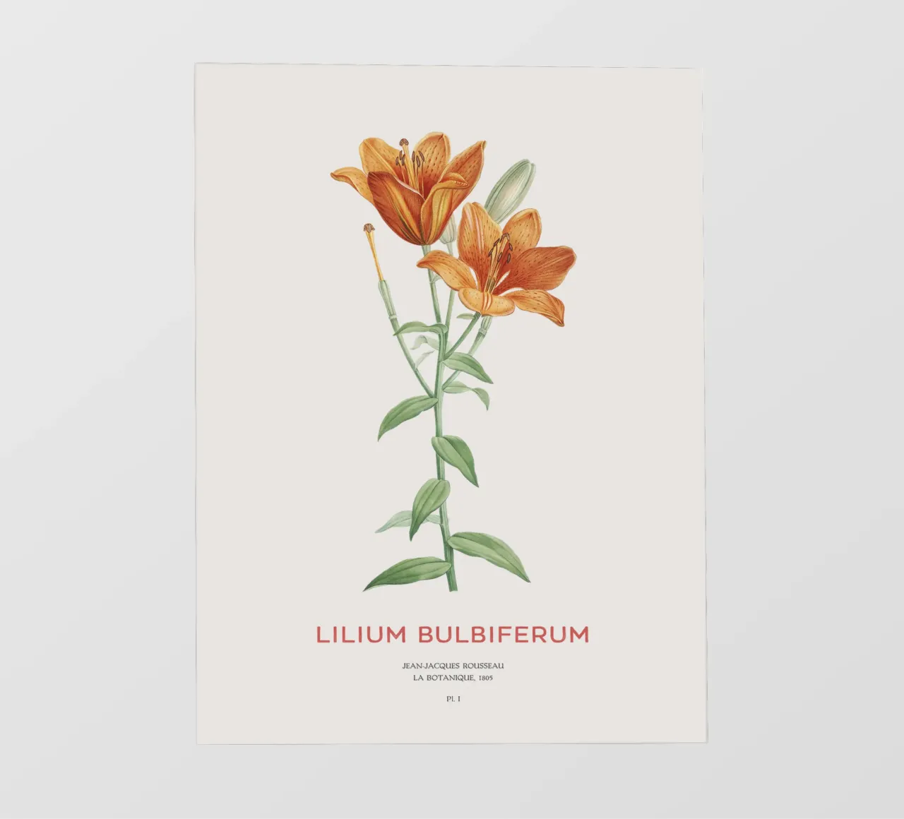 Giglio arancione o Lilium bulbiferum pellicola backlit da Vintagrafica
