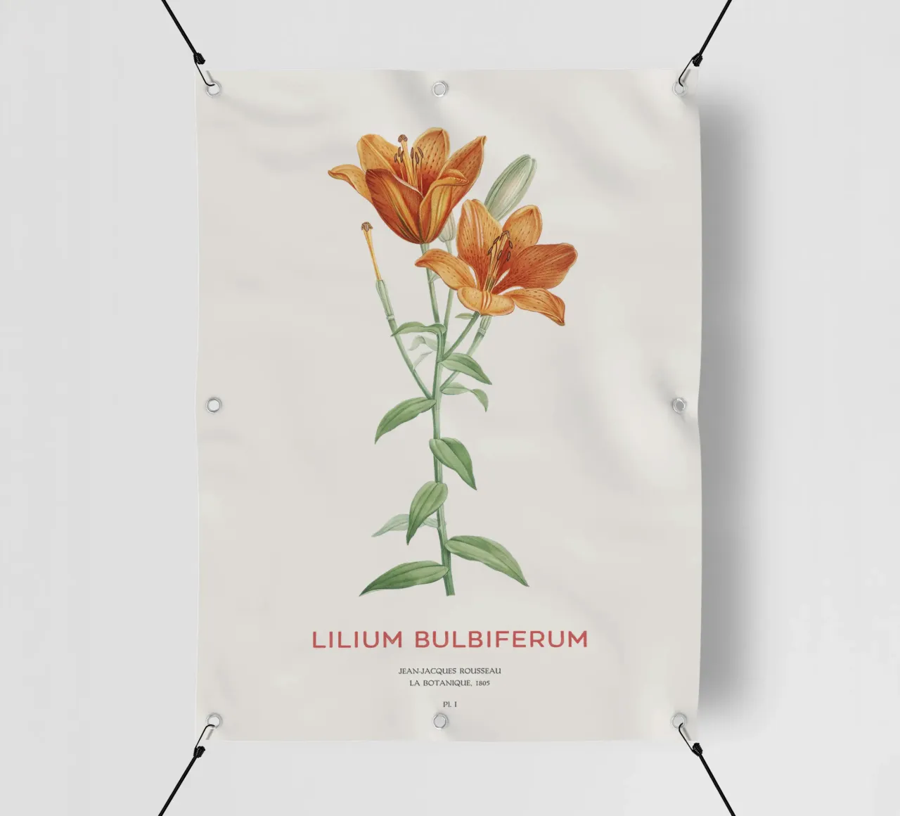 Giglio arancione o Lilium bulbiferum telo in pvc da Vintagrafica