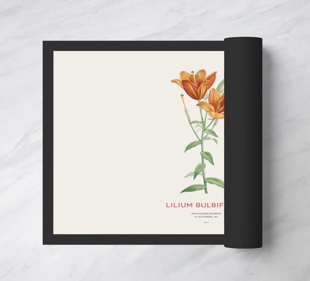 Giglio arancione o Lilium bulbiferum zerbino da Vintagrafica