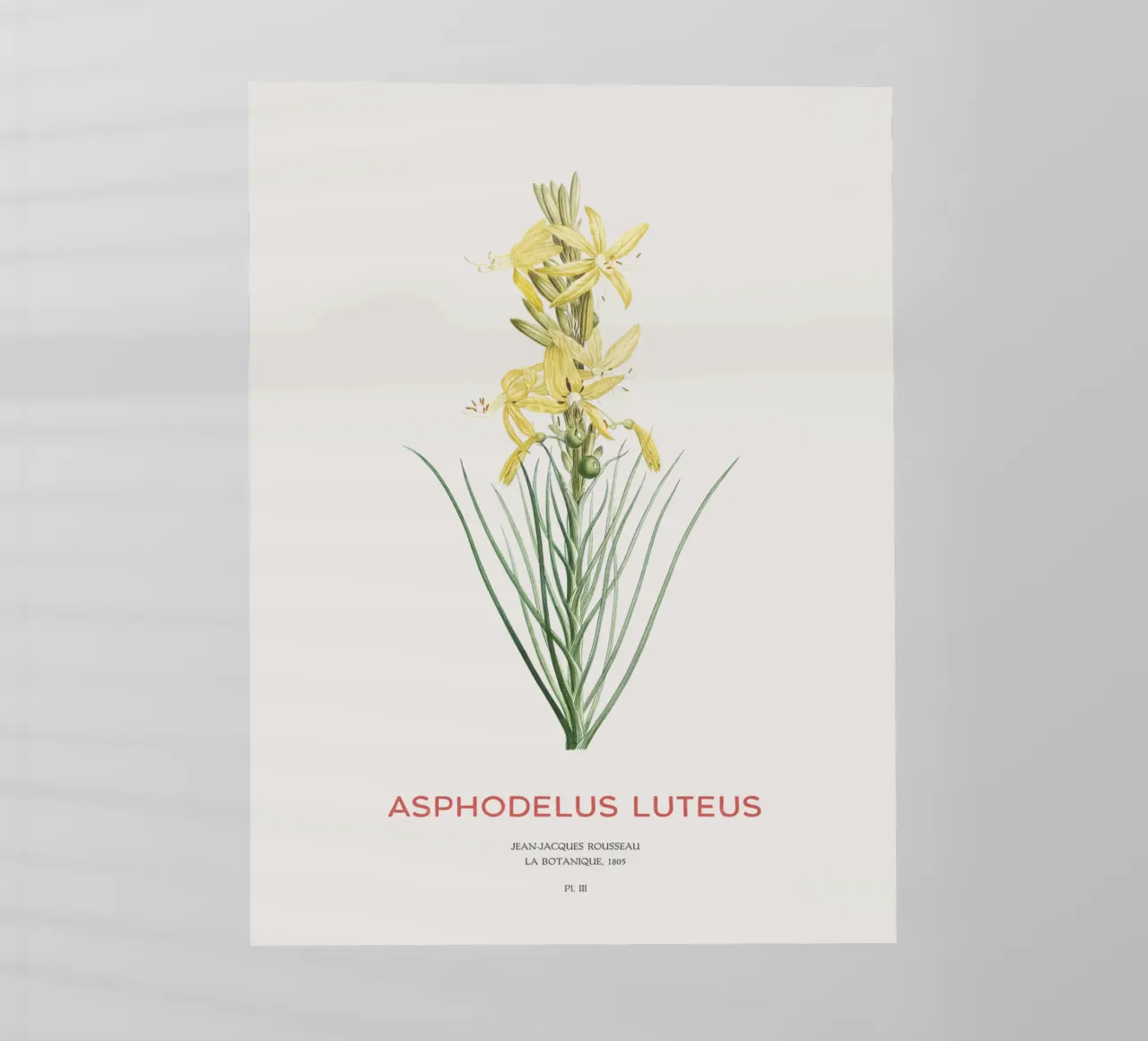 Königsspeer oder Asphodeline lutea Backlit Folie von Vintagrafica