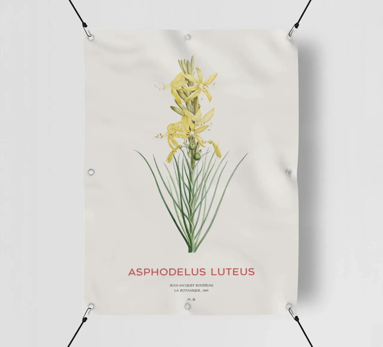 Königsspeer oder Asphodeline lutea PVC Plane von Vintagrafica