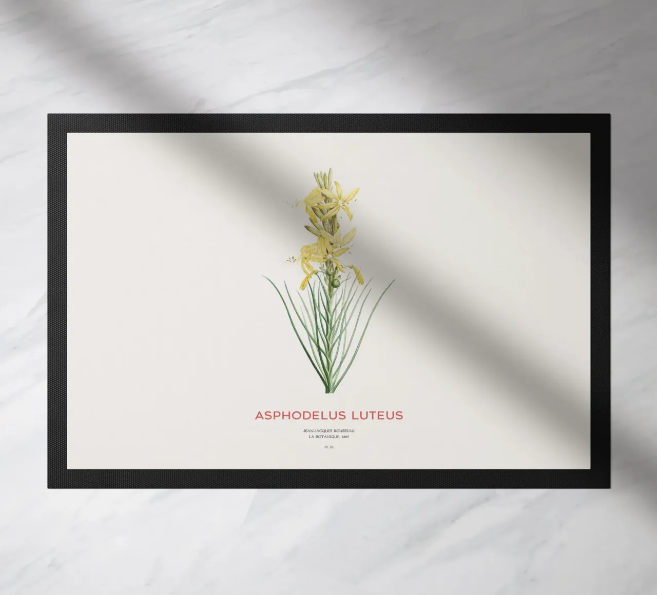 Lancia del re o Asphodeline lutea zerbino da Vintagrafica