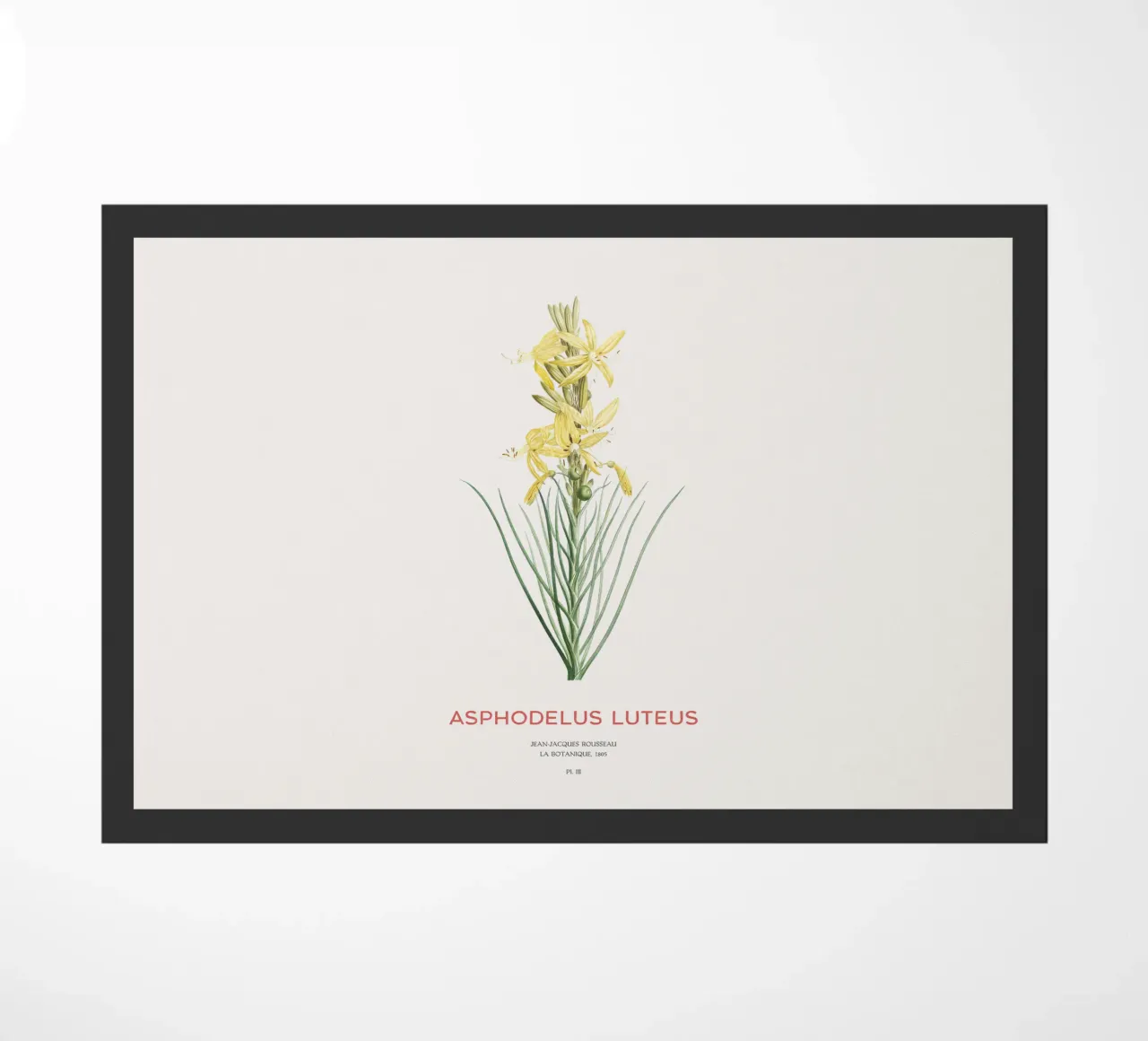 Lancia del re o Asphodeline lutea zerbino da Vintagrafica