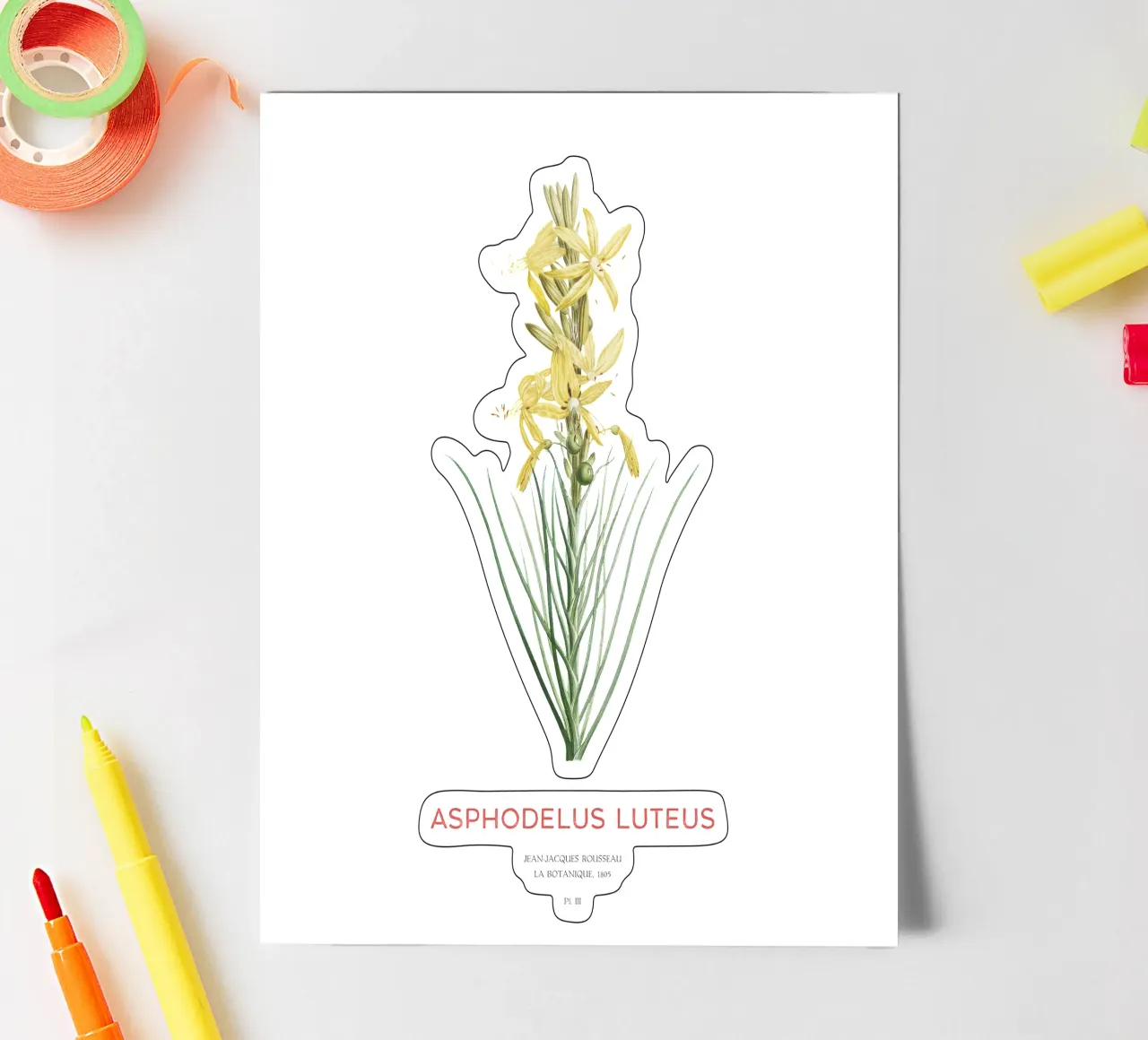 Königsspeer oder Asphodeline lutea Stickerbogen von Vintagrafica