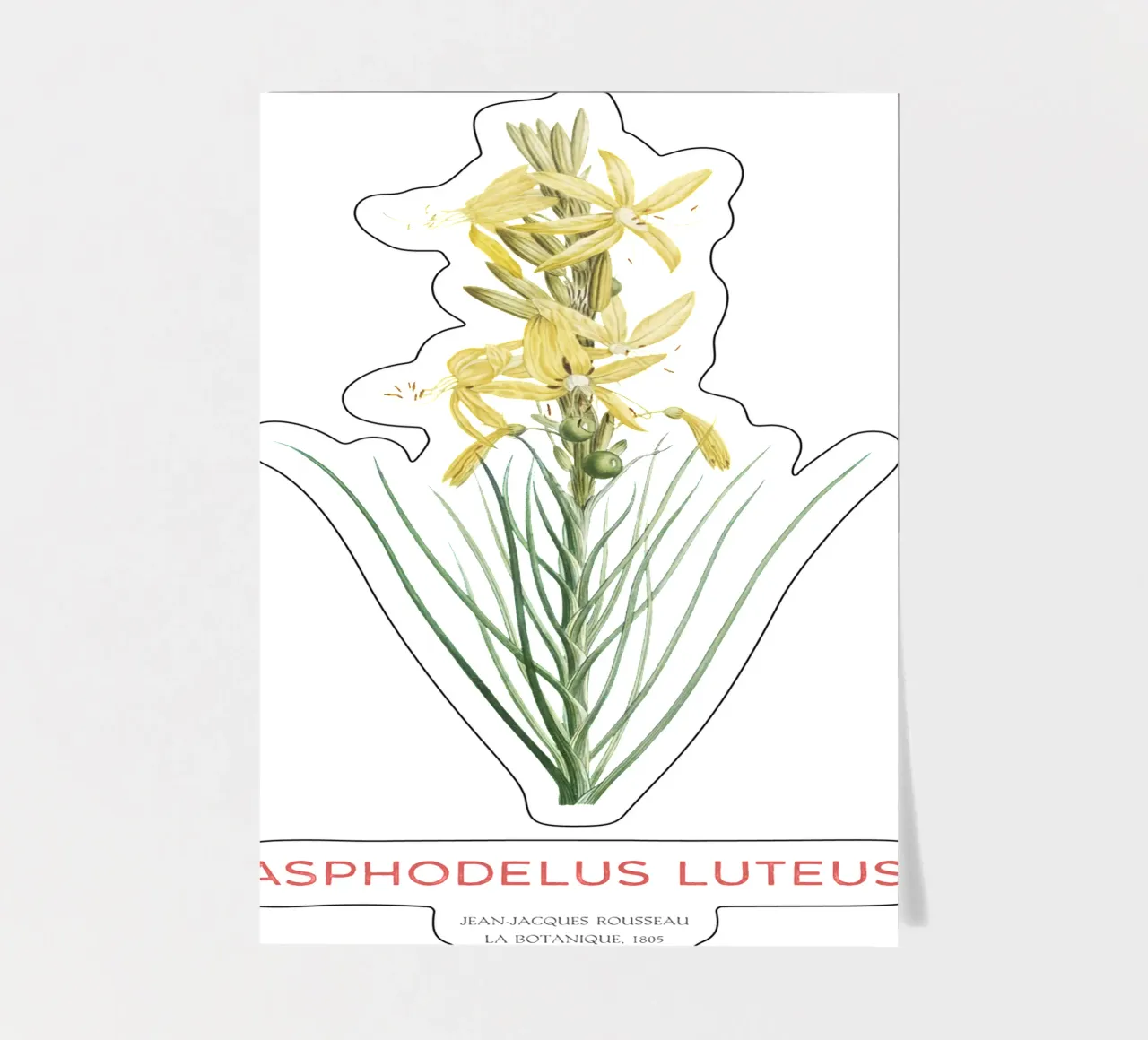 Königsspeer oder Asphodeline lutea Stickerbogen von Vintagrafica
