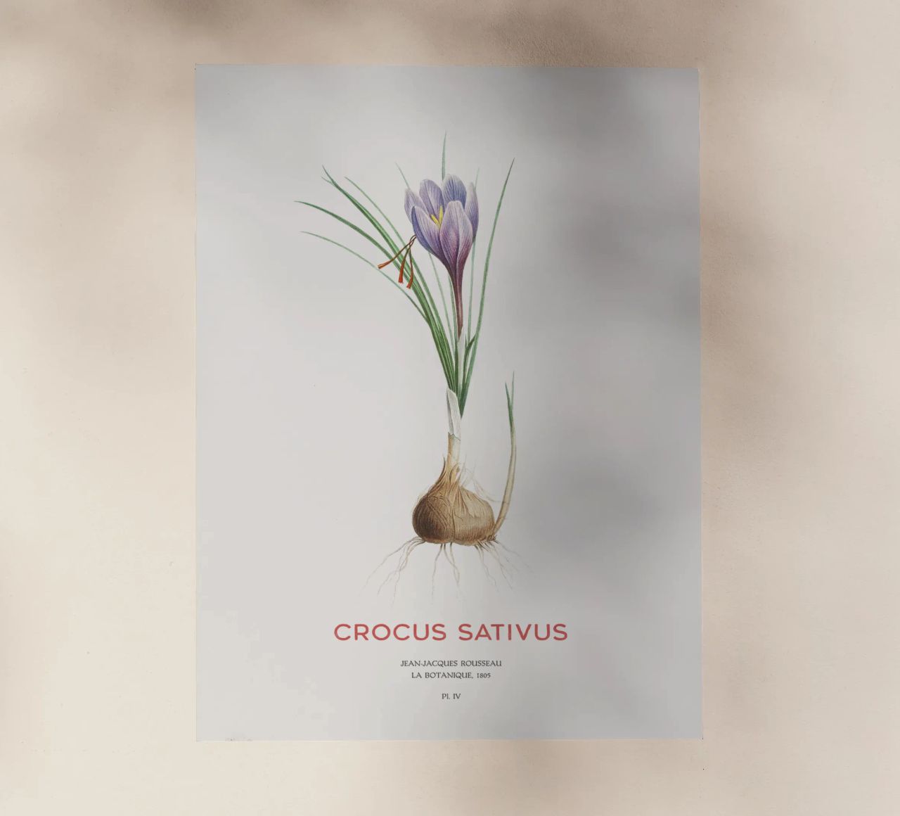 Zafferano croco o Crocus sativus pellicola backlit da Vintagrafica