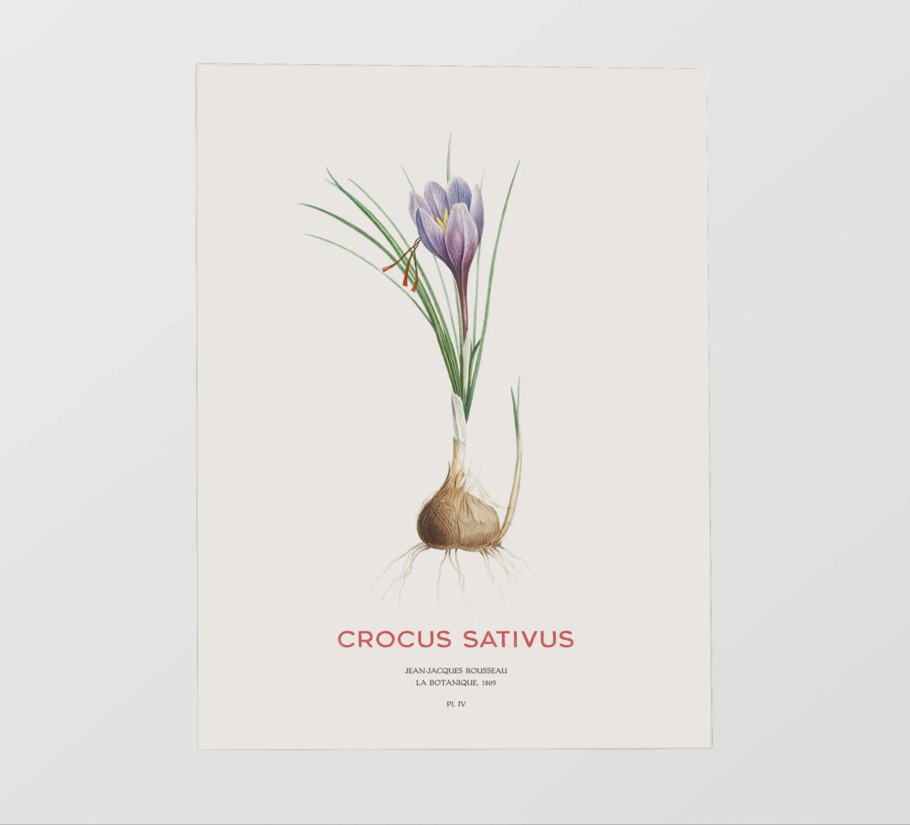 Zafferano croco o Crocus sativus pellicola backlit da Vintagrafica