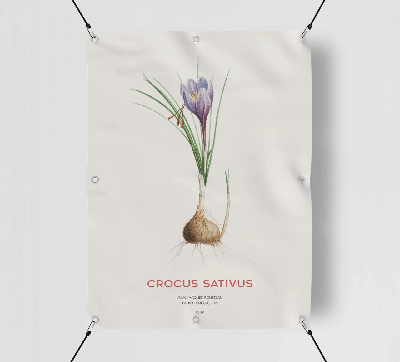 Zafferano croco o Crocus sativus telo in pvc da Vintagrafica
