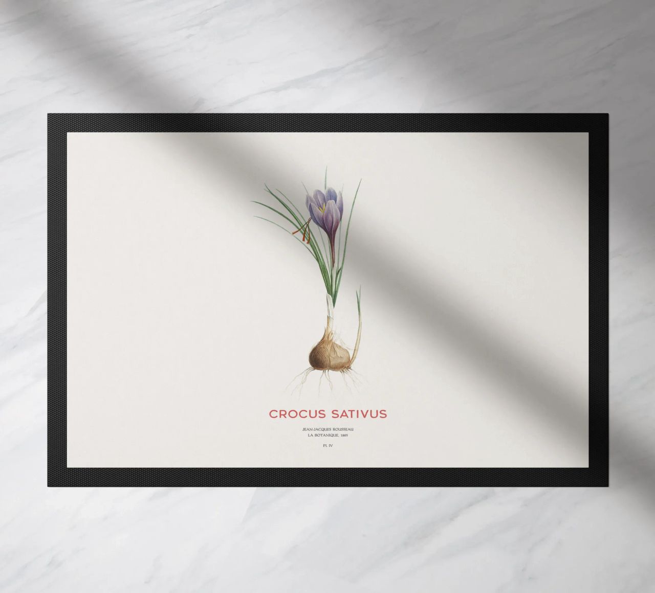 Zafferano croco o Crocus sativus zerbino da Vintagrafica
