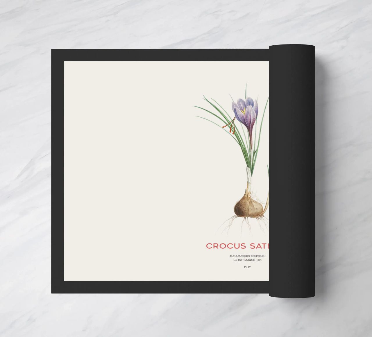 Zafferano croco o Crocus sativus zerbino da Vintagrafica
