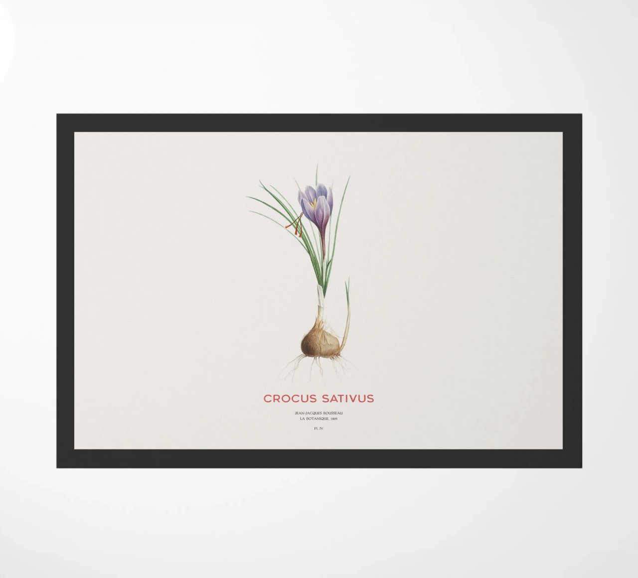 Zafferano croco o Crocus sativus zerbino da Vintagrafica