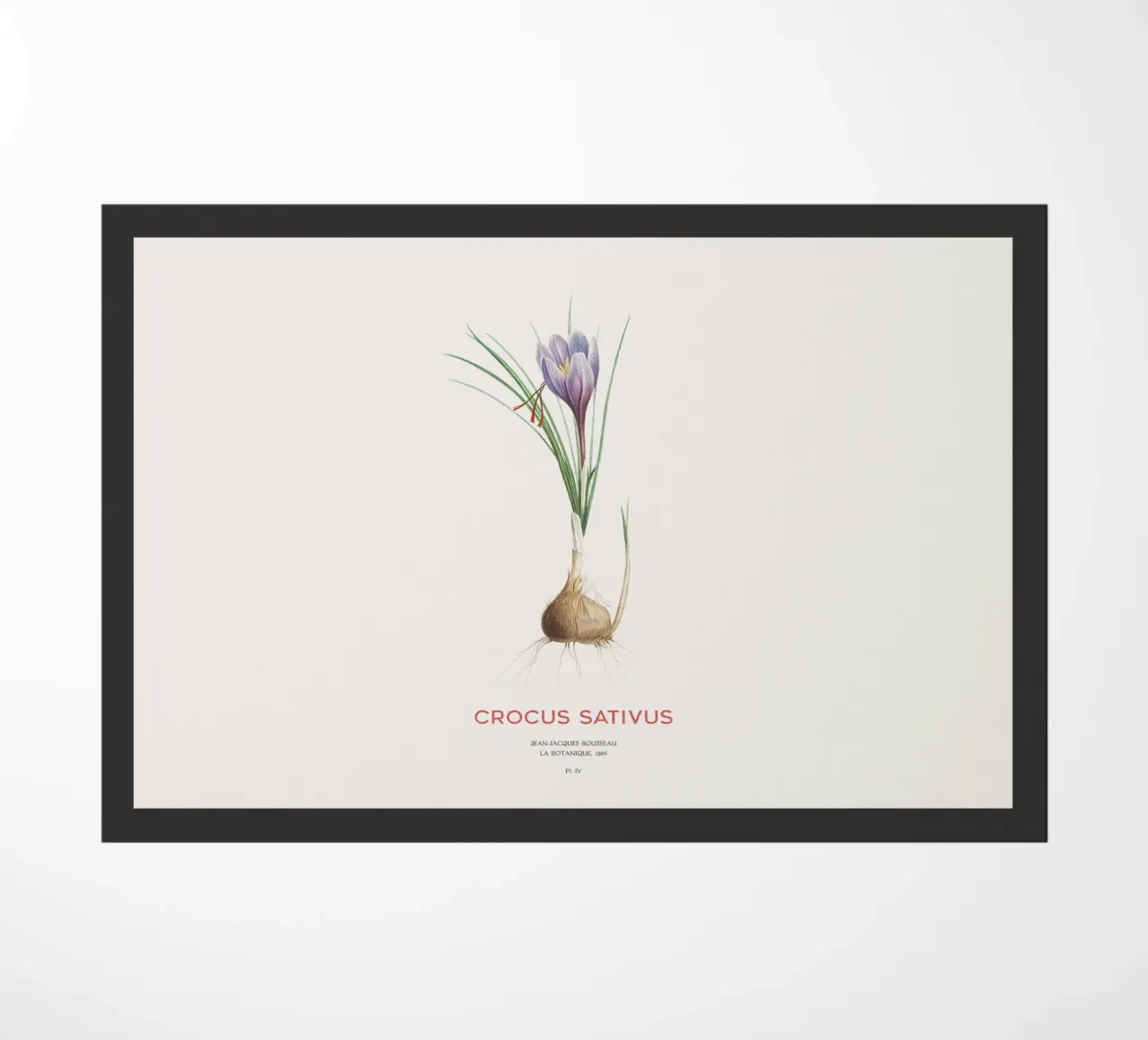 Azafrán crocus o Crocus sativus felpudo de Vintagrafica