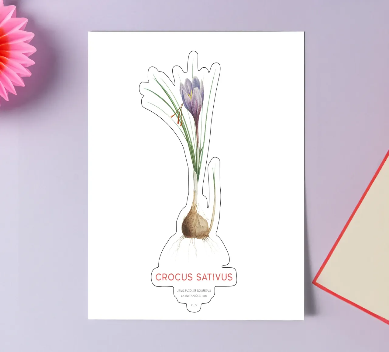Safran-Krokus oder Crocus sativus Stickerbogen von Vintagrafica