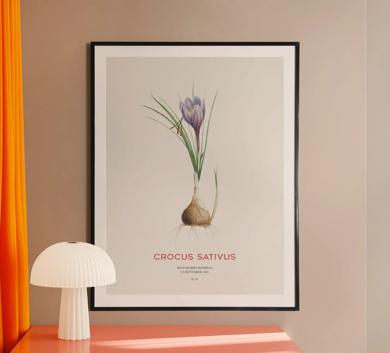 Safran-Krokus oder Crocus sativus Hahnemühle von Vintagrafica
