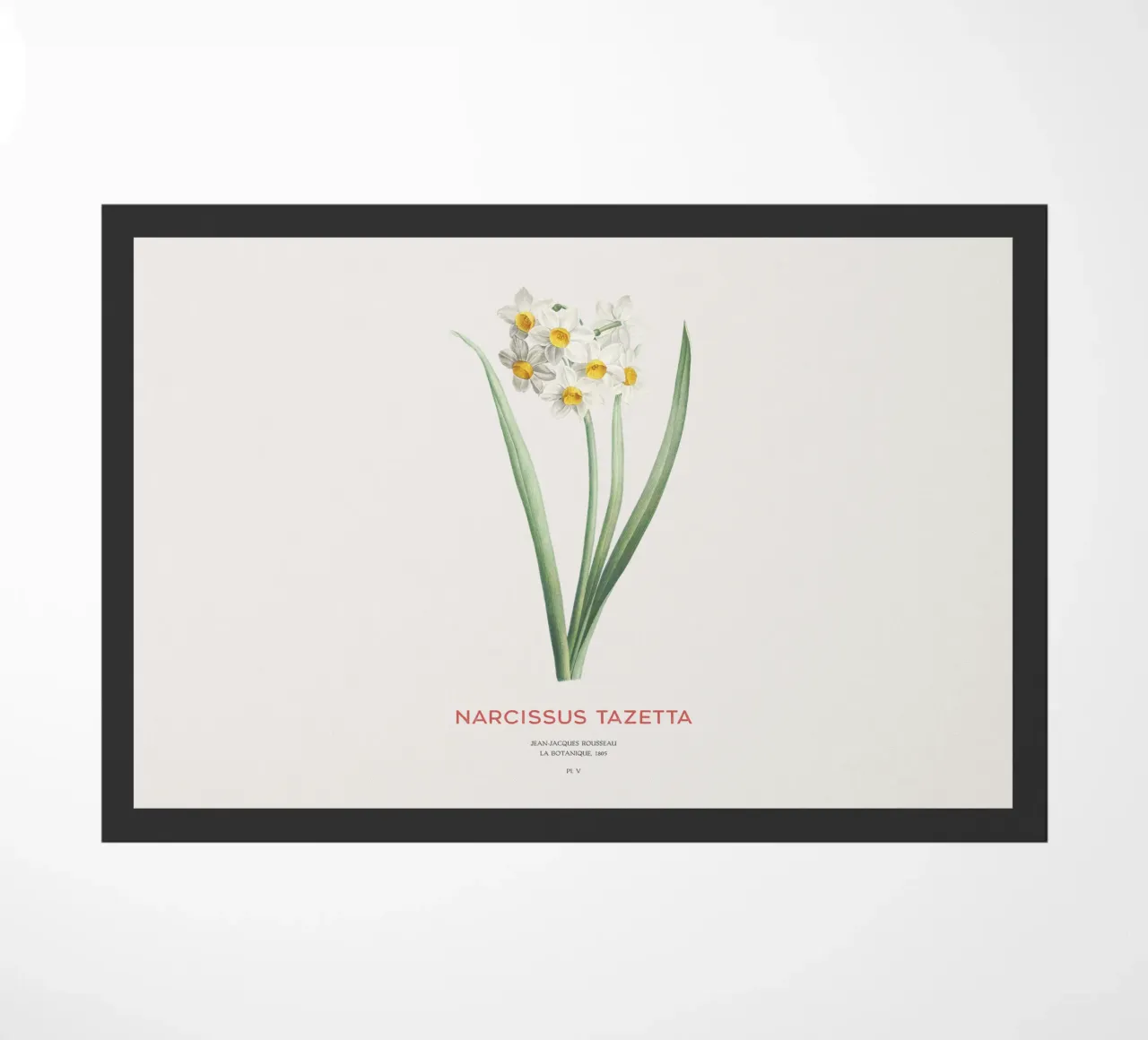 Narciso crema o Narcissus tazetta zerbino da Vintagrafica