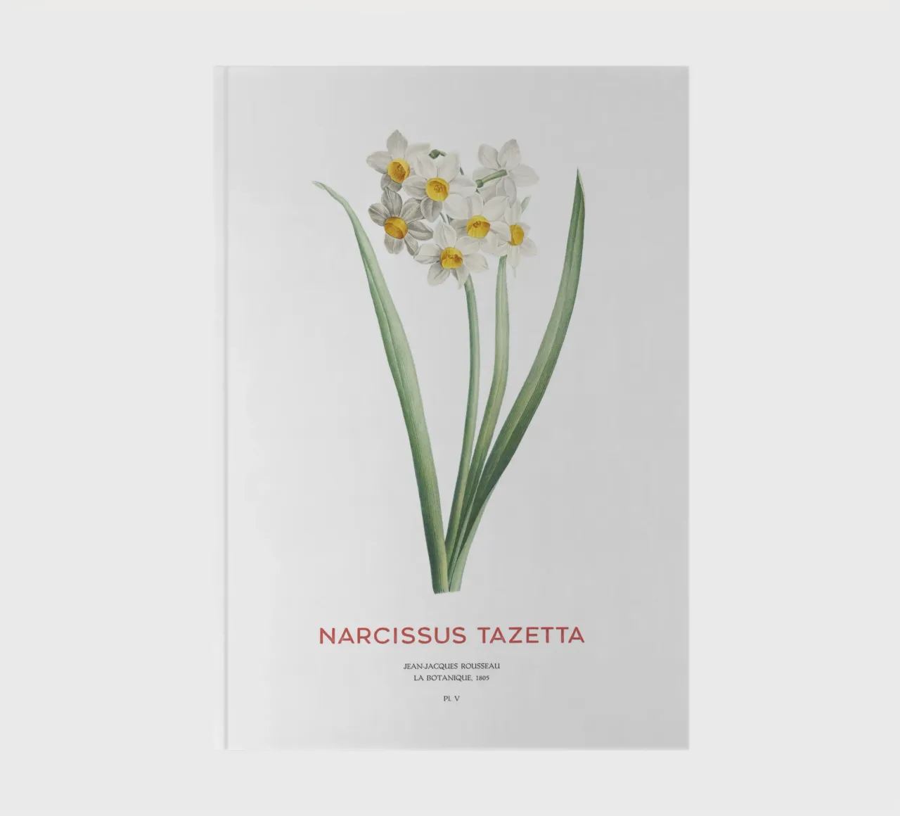 Narciso crema o Narcissus tazetta diario da Vintagrafica