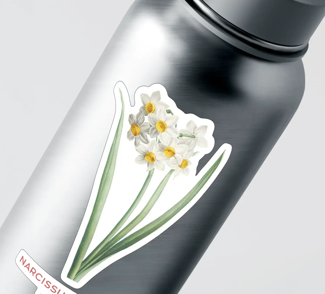 Creme-Narzisse oder Narcissus tazetta Sticker von Vintagrafica