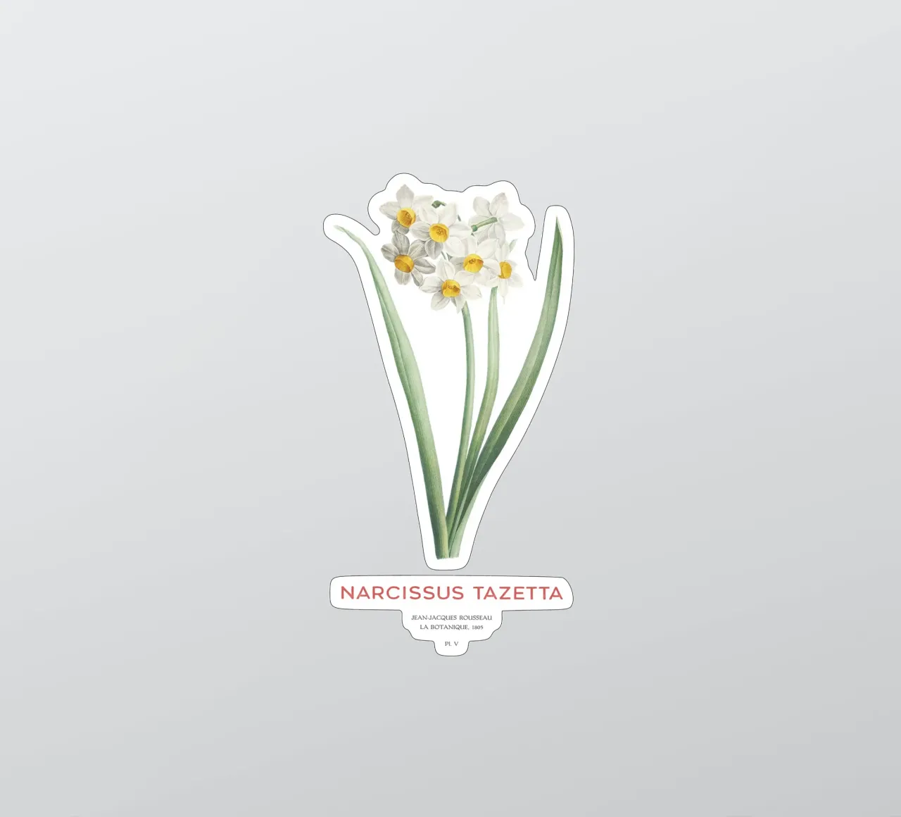 Creme-Narzisse oder Narcissus tazetta Sticker von Vintagrafica