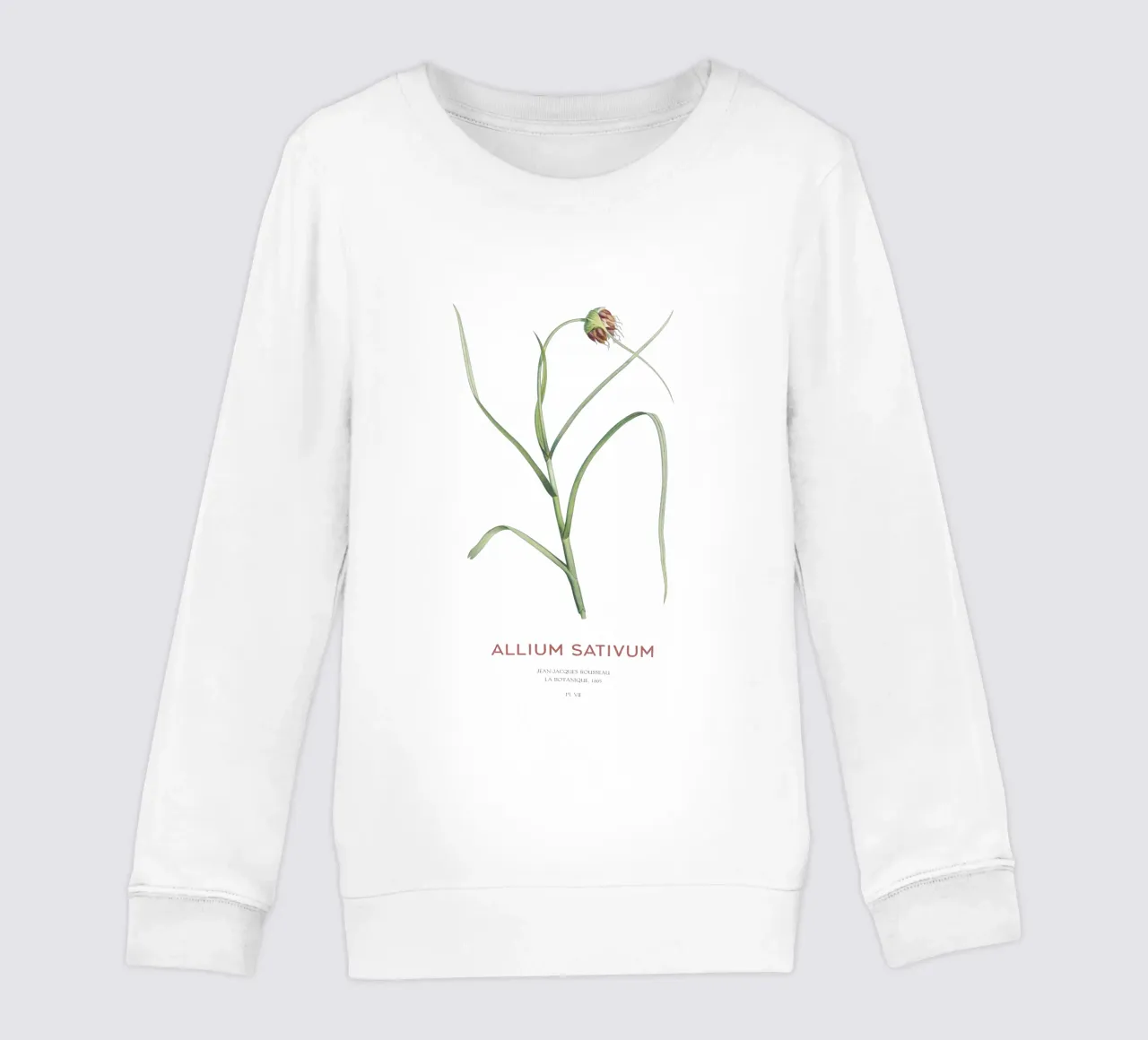 Ail ou Allium sativum sweat enfant de Vintagrafica