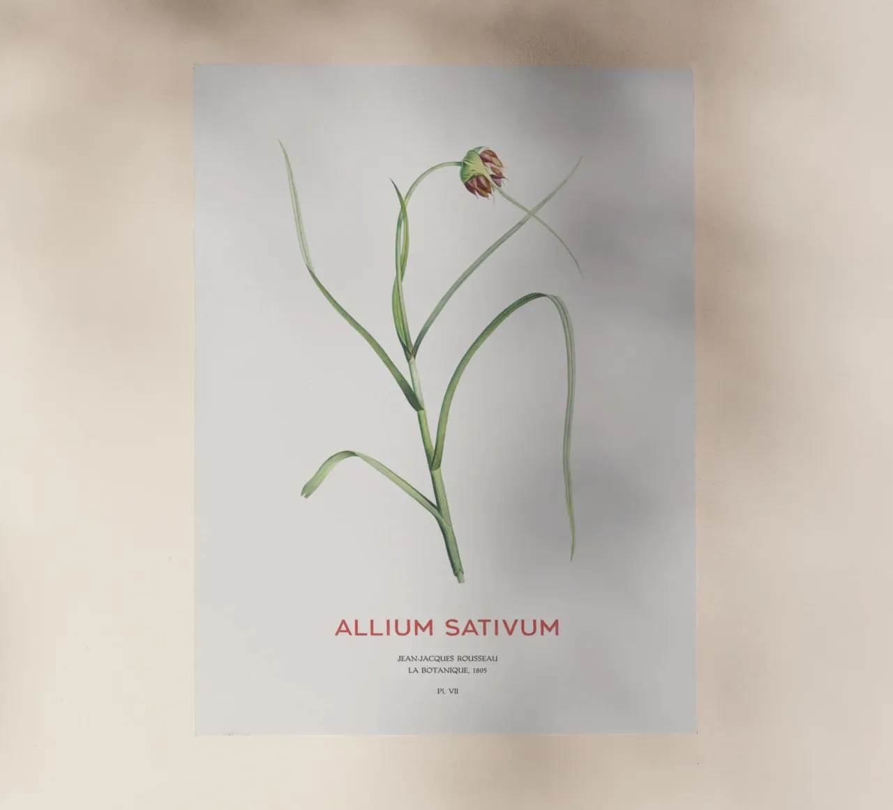 Knoblauch oder Allium sativum Backlit Folie von Vintagrafica
