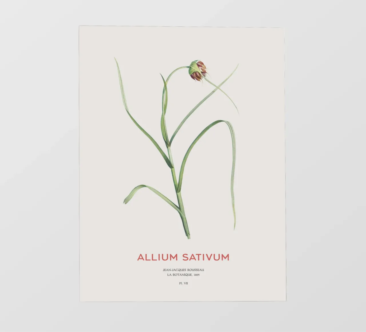 Knoblauch oder Allium sativum Backlit Folie von Vintagrafica