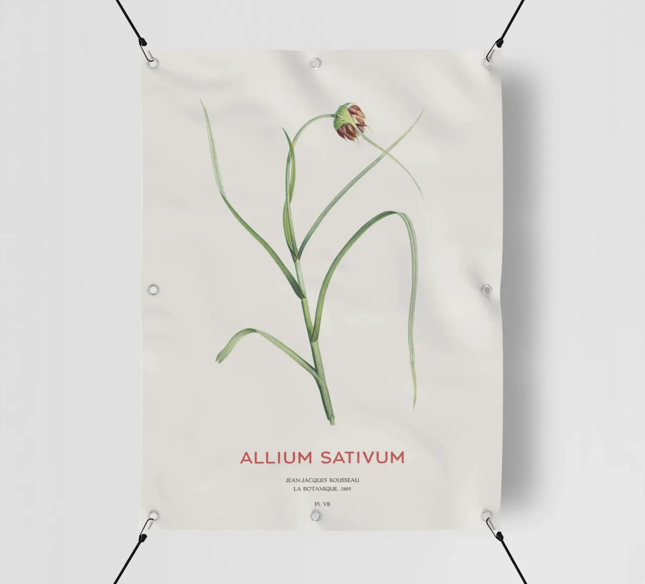 Knoblauch oder Allium sativum PVC Plane von Vintagrafica