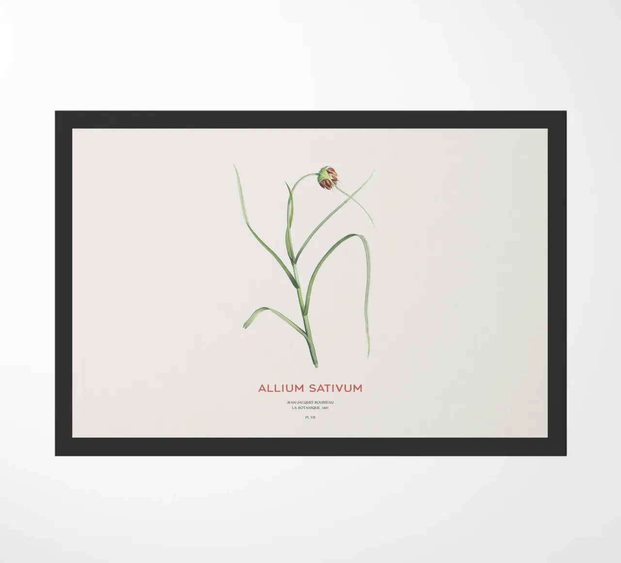 Aglio o Allium sativum zerbino da Vintagrafica