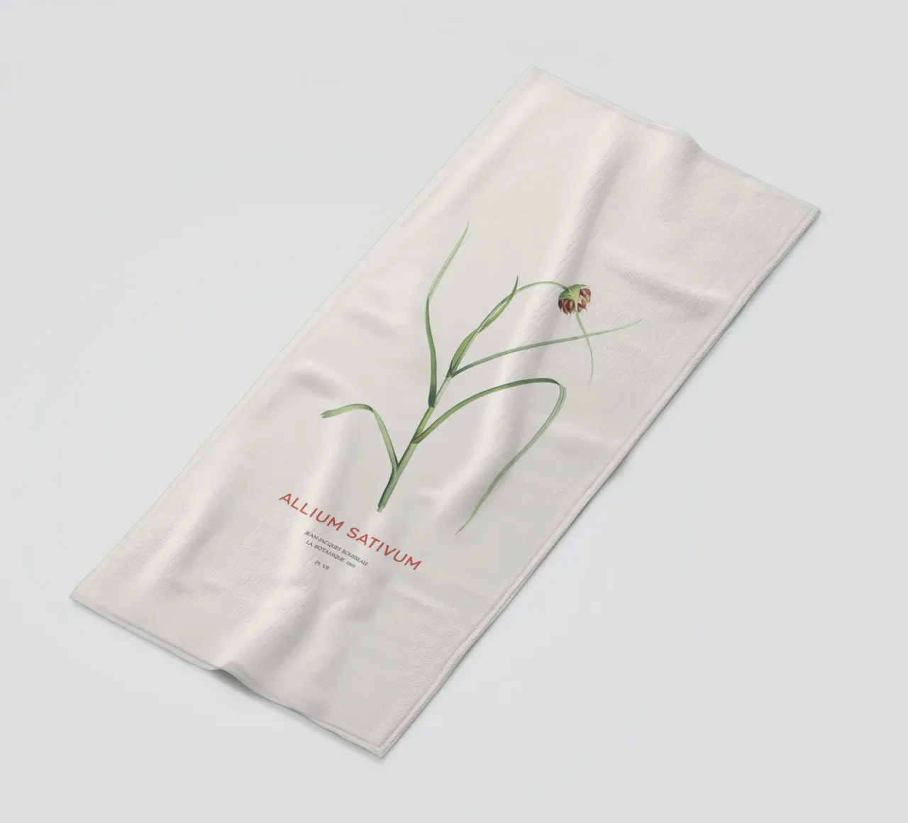Aglio o Allium sativum telo mare da Vintagrafica