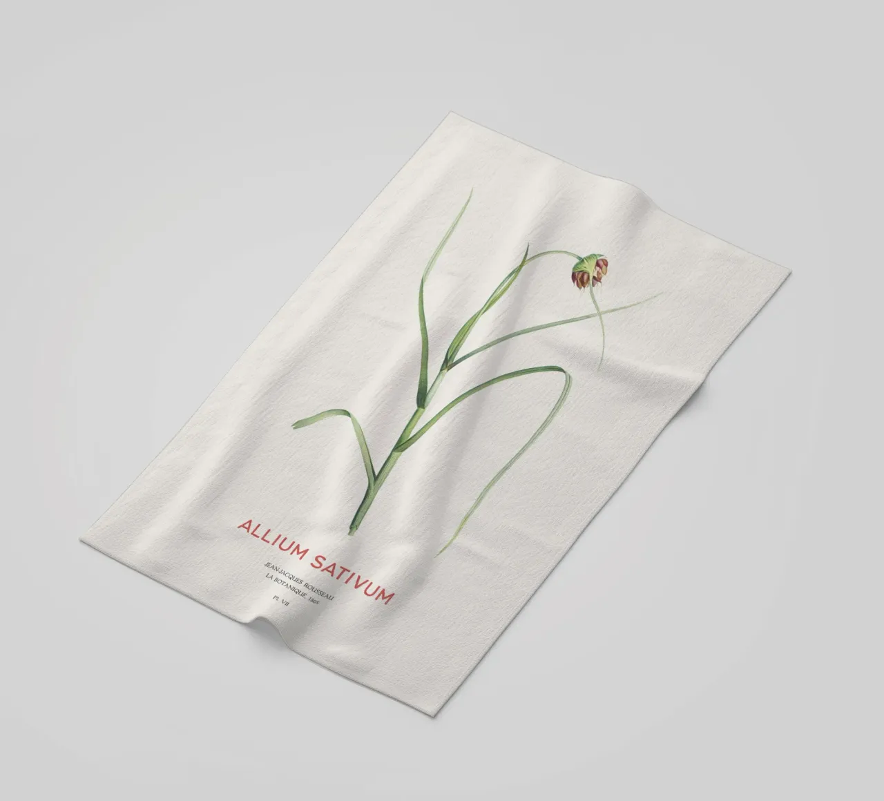 Aglio o Allium sativum telo mare da Vintagrafica