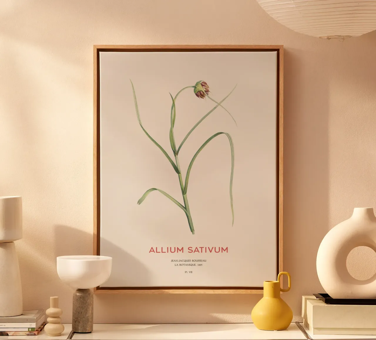Knoblauch oder Allium sativum Leinwand mit Schattenfugenrahmen von Vintagrafica
