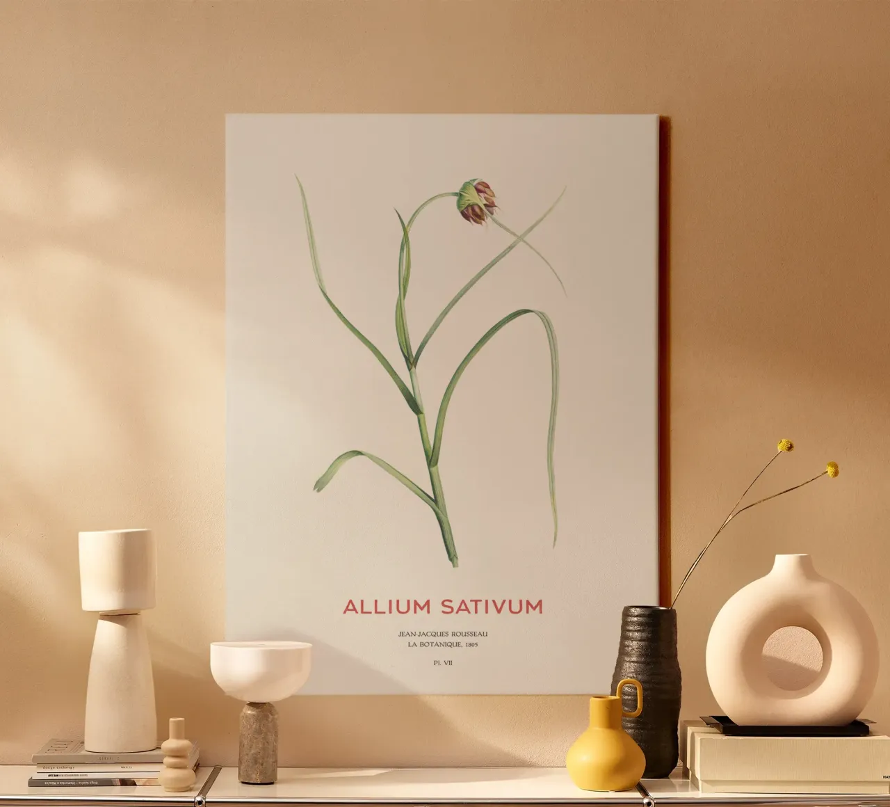 Knoblauch oder Allium sativum Leinwand mit Schattenfugenrahmen von Vintagrafica