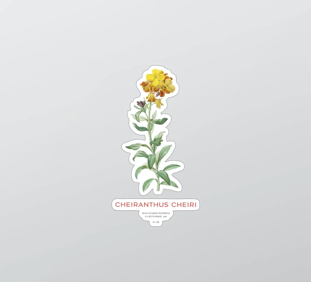 Mauerblümchen oder Cheiranthus cheiri Sticker von Vintagrafica