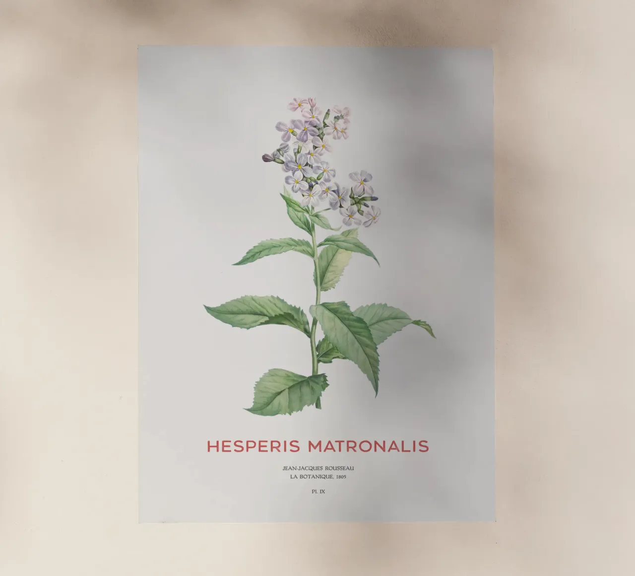 Lilas d'été ou Hesperis matronalis film rétro-éclairé de Vintagrafica