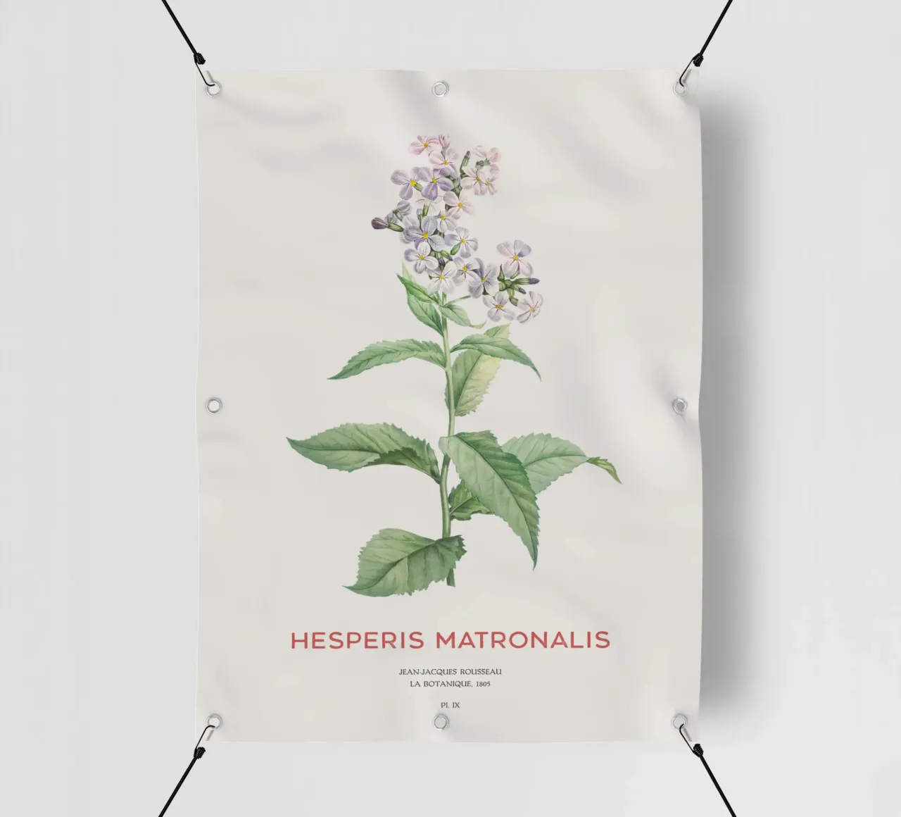 Sommerflieder oder Hesperis matronalis PVC Plane von Vintagrafica