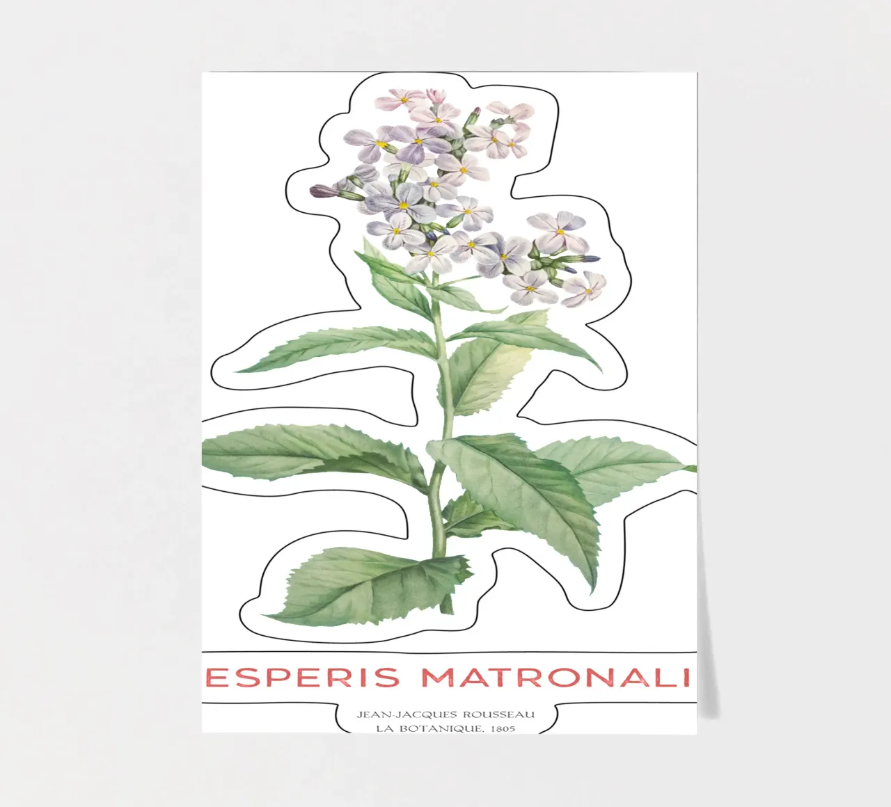 Sommerflieder oder Hesperis matronalis Stickerbogen von Vintagrafica