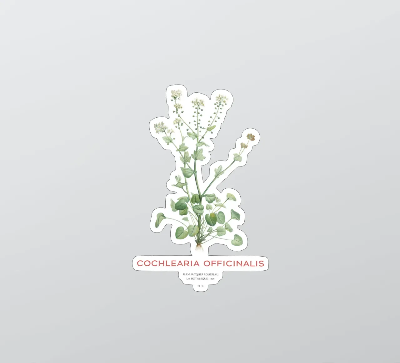 Gemeines Scharbockskraut oder Cochlearia officinalis Sticker von Vintagrafica