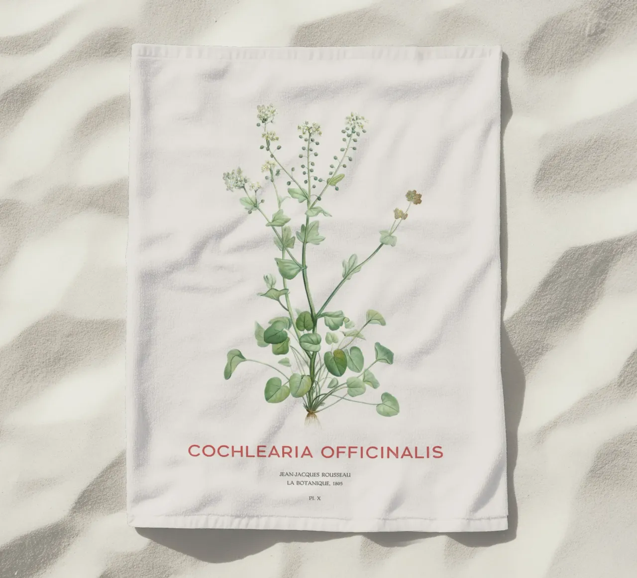 Erba scorbutica comune o Cochlearia officinalis telo mare da Vintagrafica