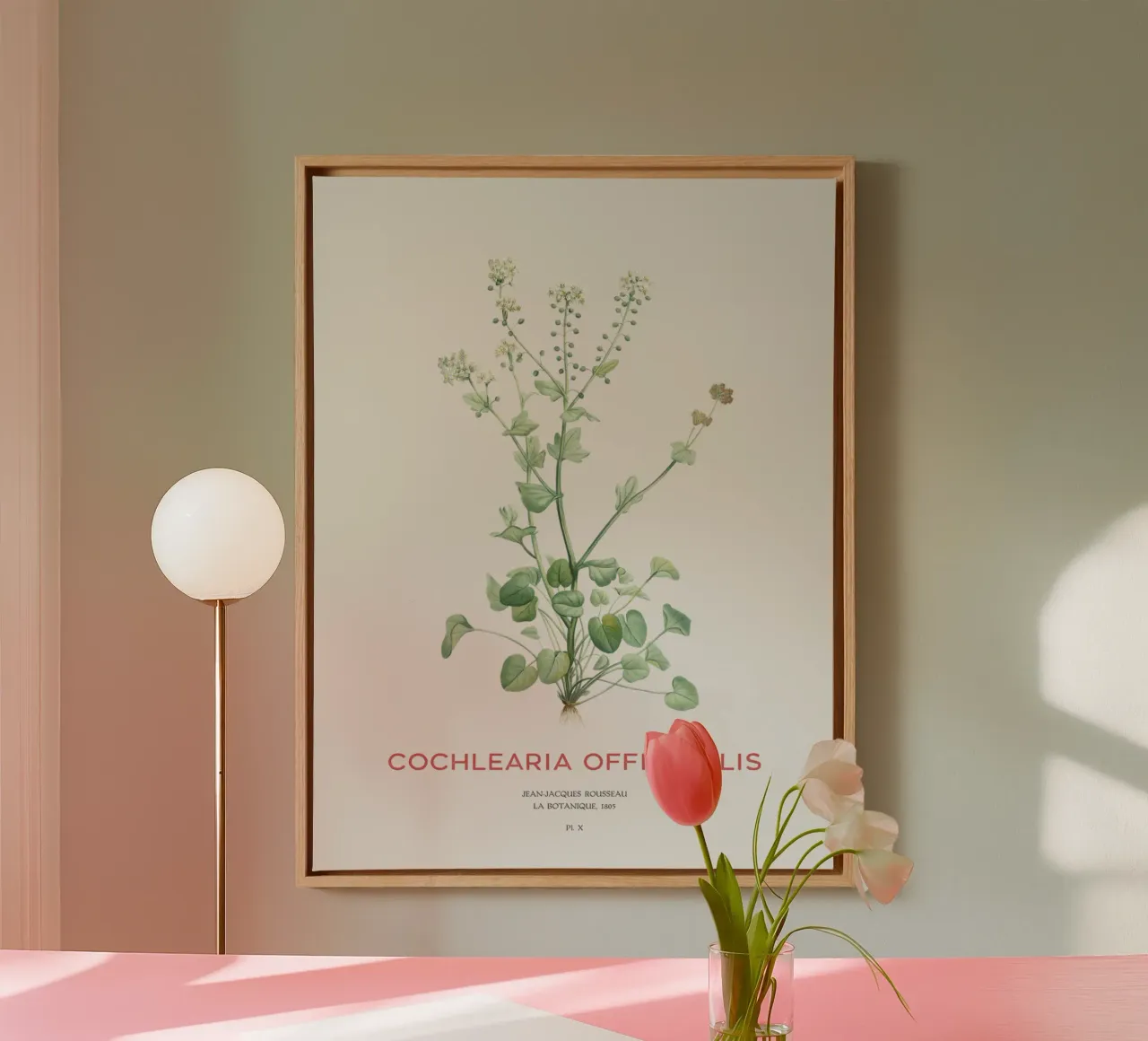 Gemeines Scharbockskraut oder Cochlearia officinalis Leinwand mit Schattenfugenrahmen von Vintagrafica
