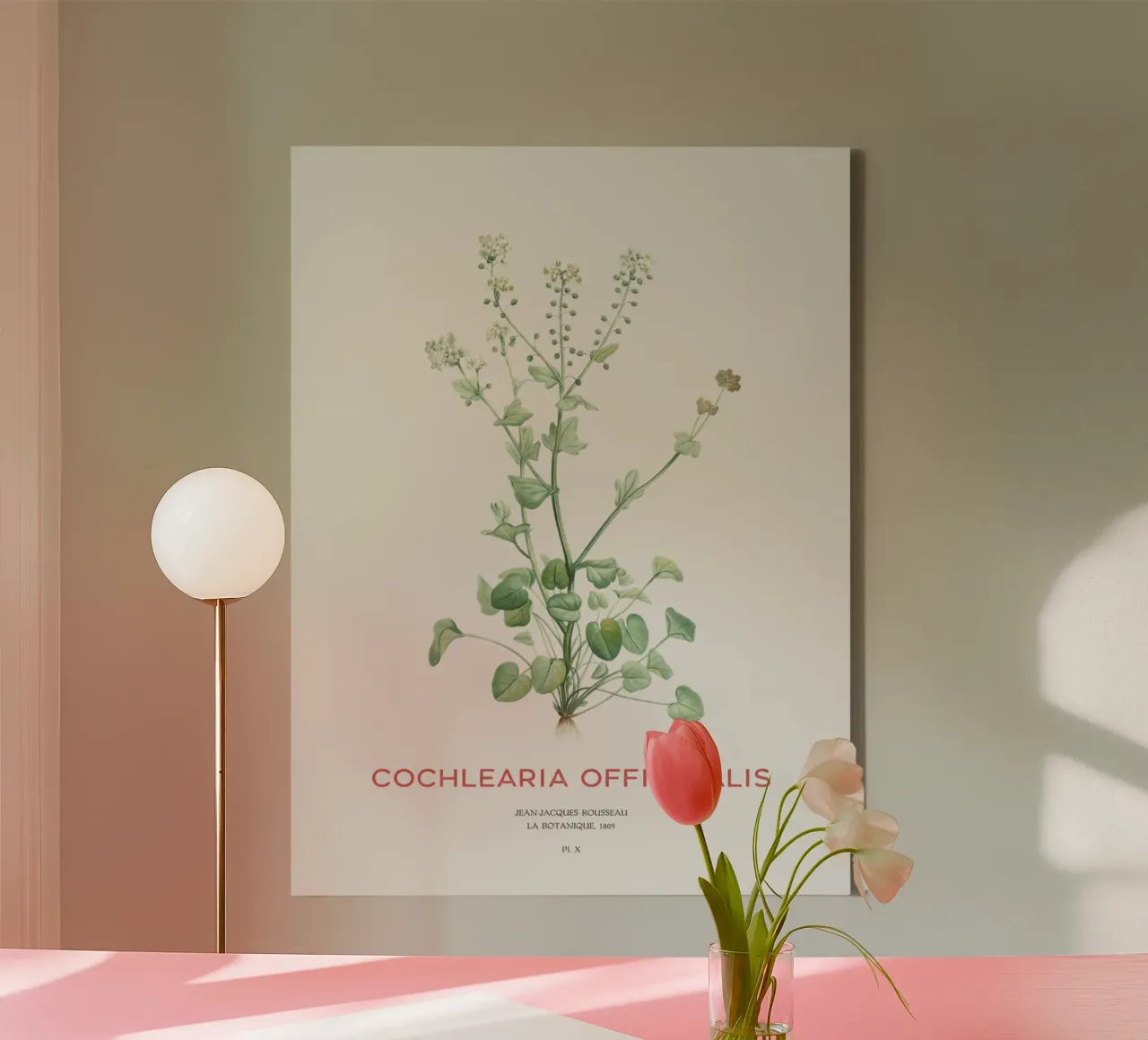 Gemeines Scharbockskraut oder Cochlearia officinalis Leinwand mit Schattenfugenrahmen von Vintagrafica