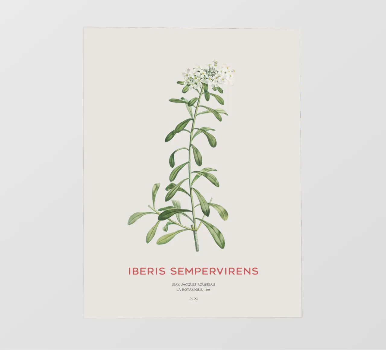 Albero delle caramelle sempreverde o Iberis sempervirens telo in pvc da Vintagrafica