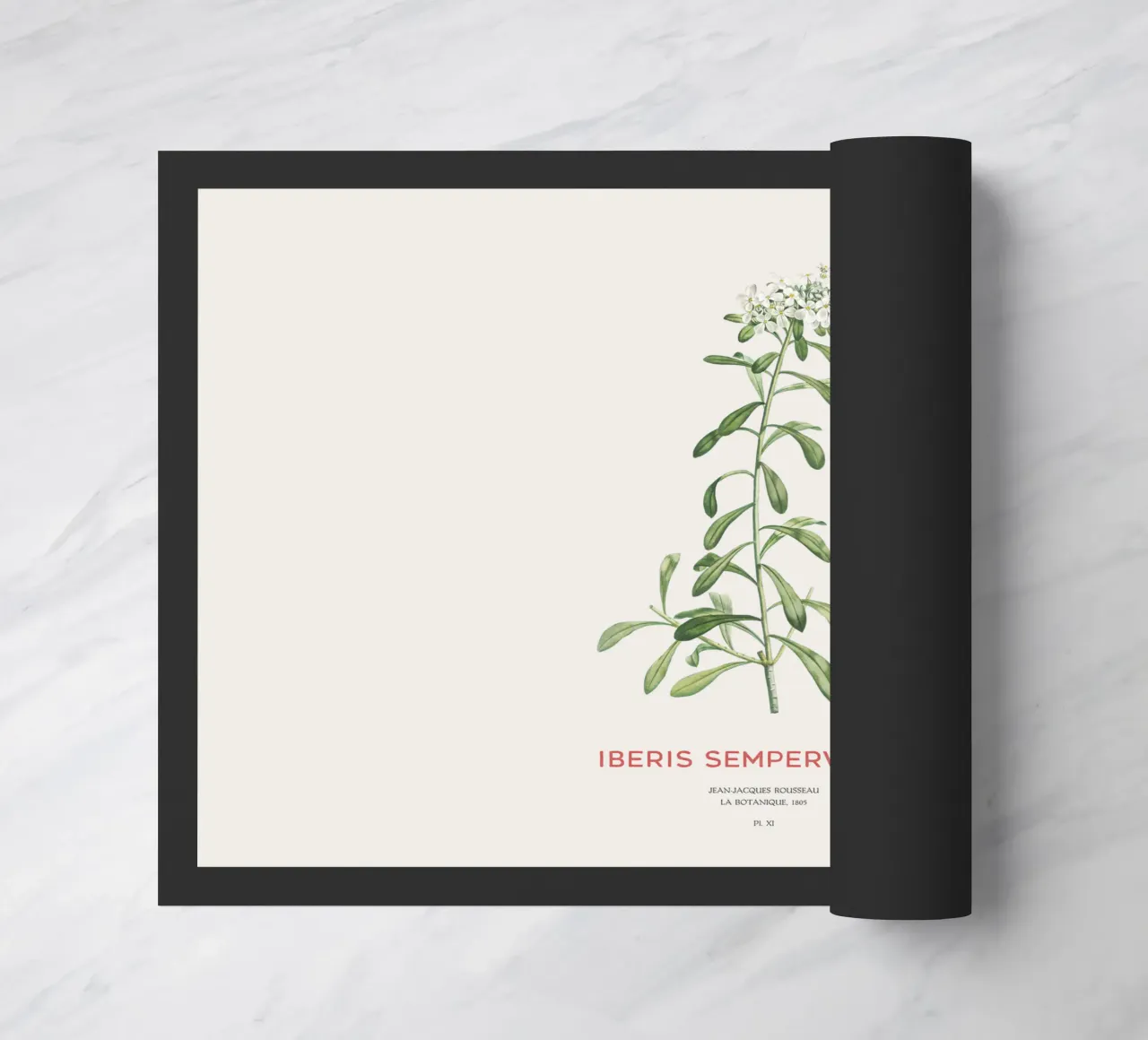 Albero delle caramelle sempreverde o Iberis sempervirens zerbino da Vintagrafica