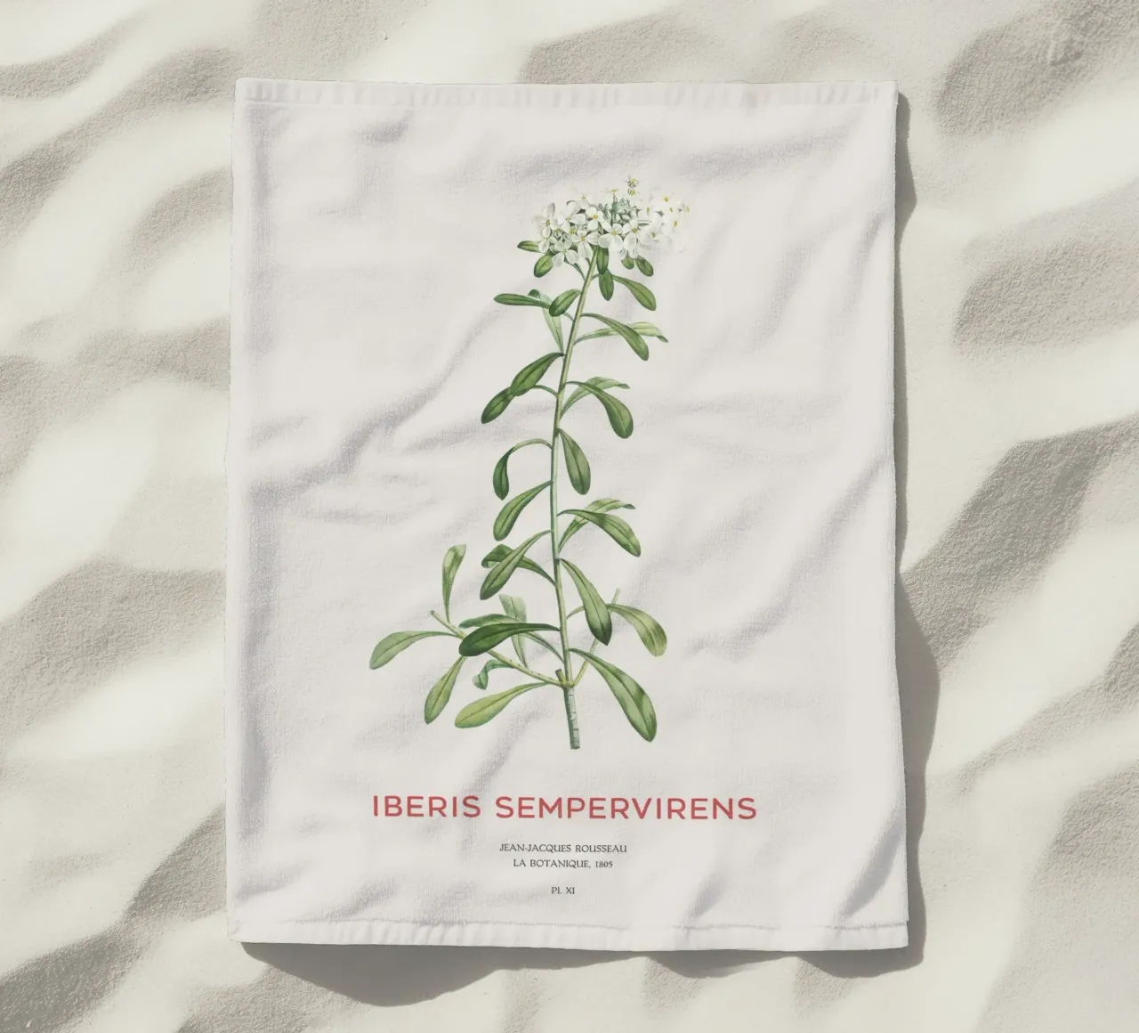 Albero delle caramelle sempreverde o Iberis sempervirens telo mare da Vintagrafica