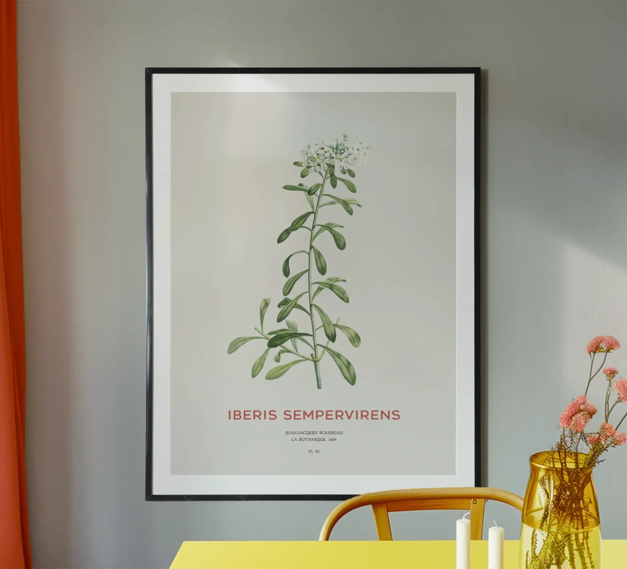 Iberis sempervirens ou candytuft à feuilles persistantes poster de Vintagrafica