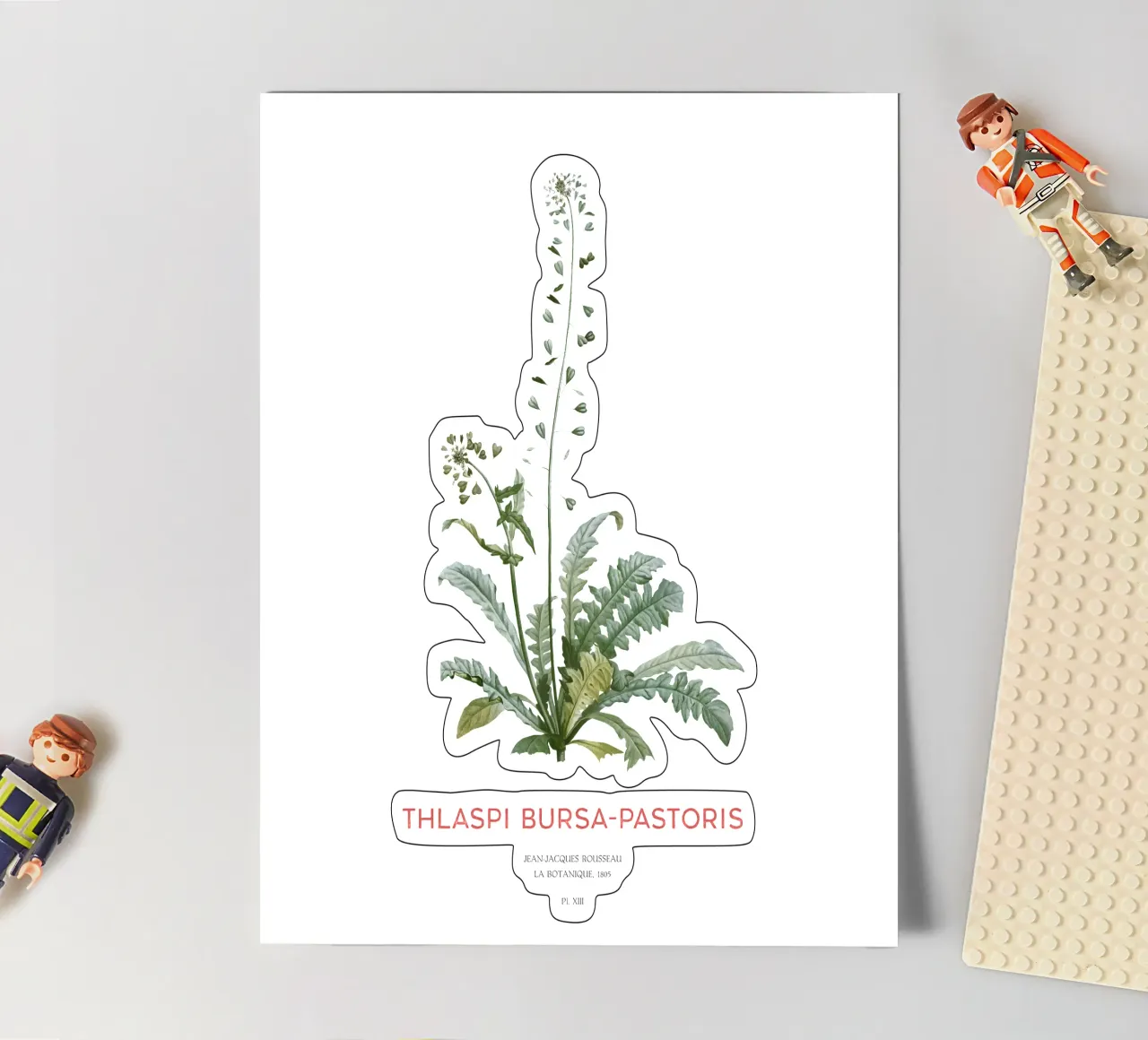 Hirtentäschel oder Thlaspi bursa-pastoris Stickerbogen von Vintagrafica