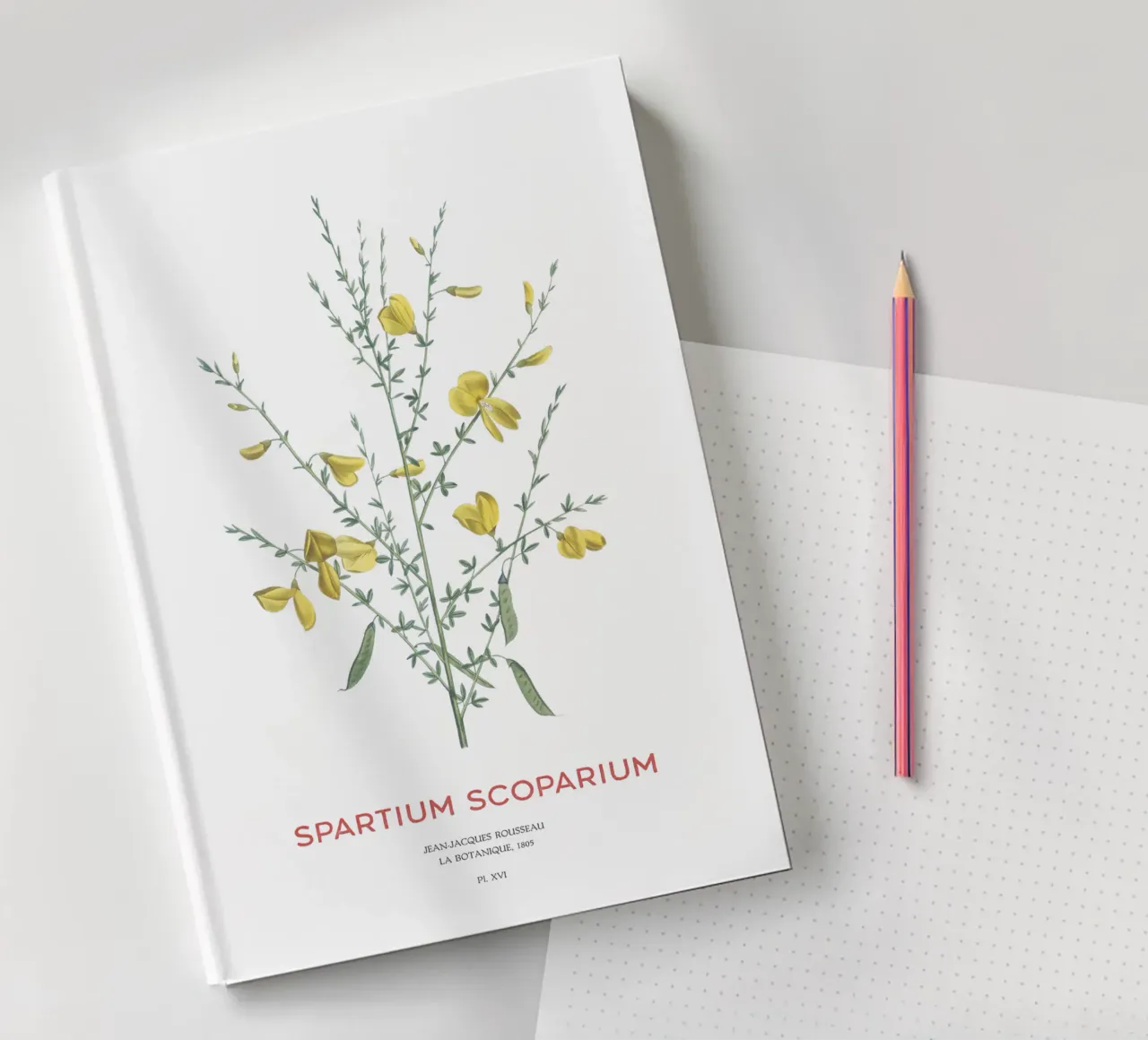 Scotch broom or Spartium scoparium notebook by Vintagrafica