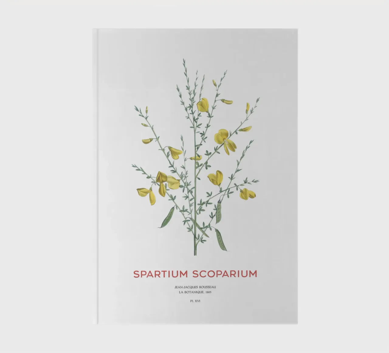 Scotch broom or Spartium scoparium notebook by Vintagrafica