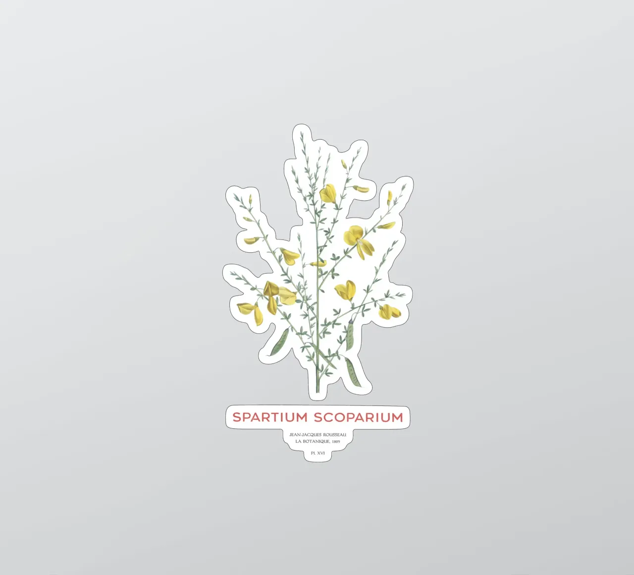 Scotch broom or Spartium scoparium sticker by Vintagrafica