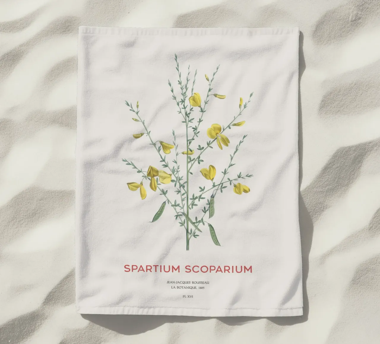 Ginster oder Spartium scoparium Strandtuch von Vintagrafica