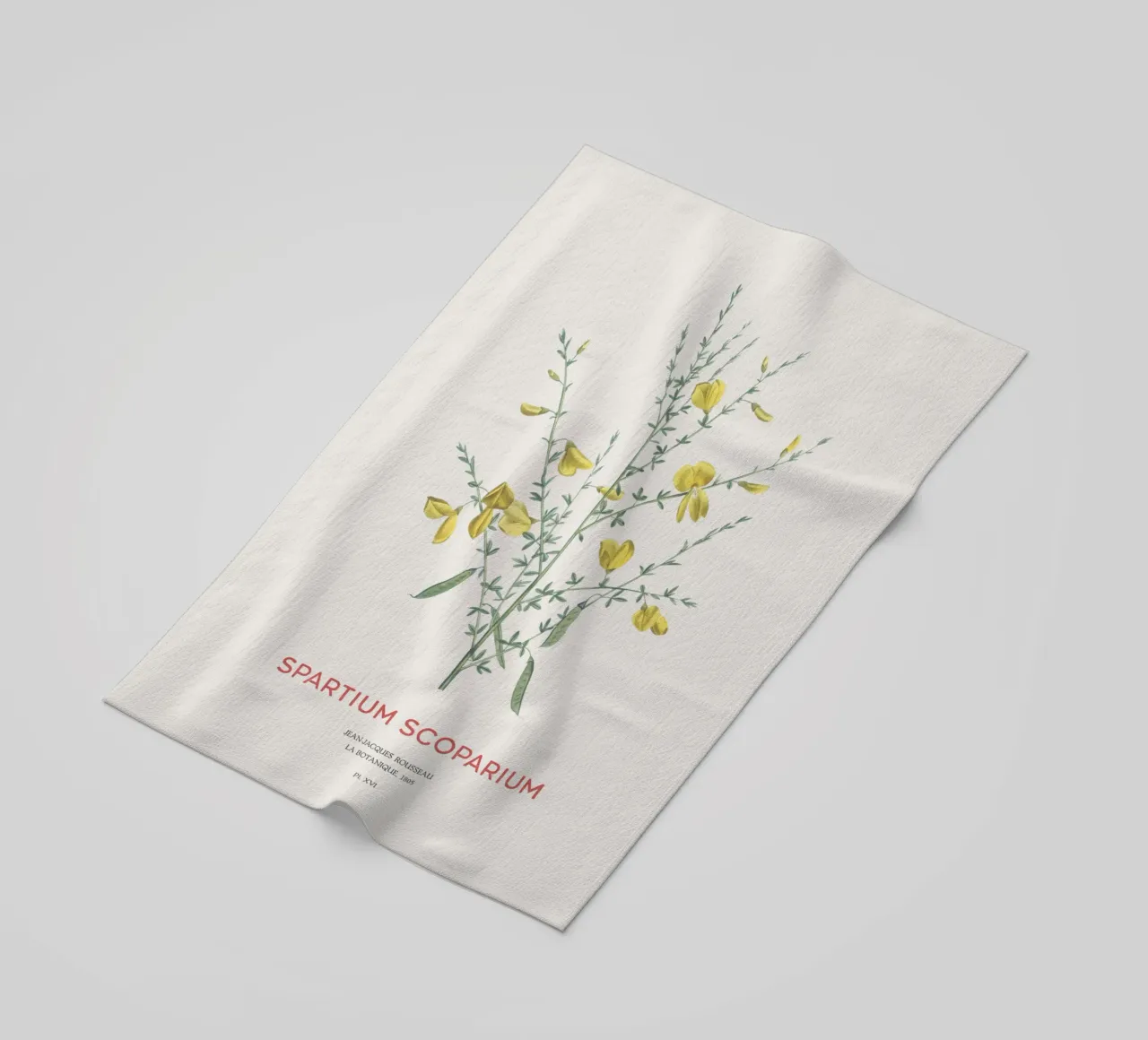Ginster oder Spartium scoparium Strandtuch von Vintagrafica
